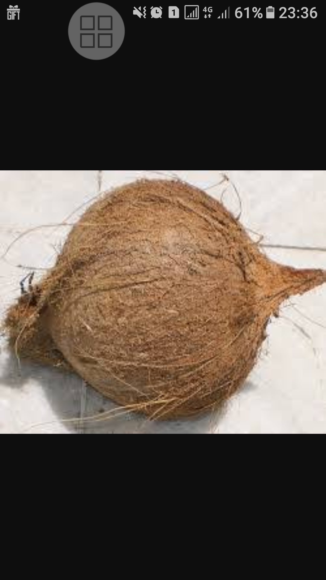 kelapa tua