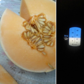 rock melon