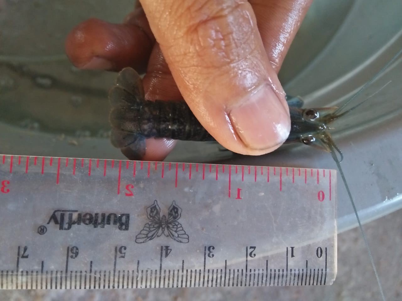 Jual LAT Madura