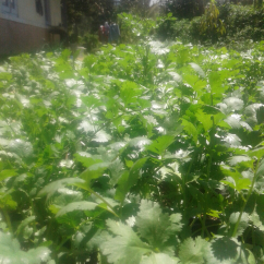 Daun Ketumbar (Corieander)
