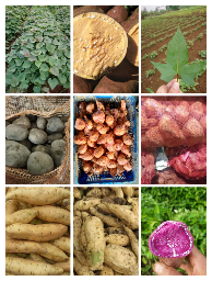 jual ubi berbagai jenis
