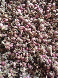 Bawang merah