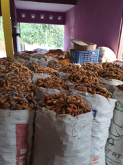 kunyit