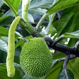 bibit kluwih siap tanam hasil buah melimpah