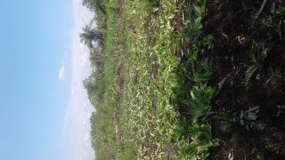 kencur