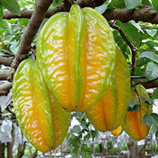 bibit belimbing madu kualitas super buahnya yang besar manis hasil buah melimpah menguntungkan