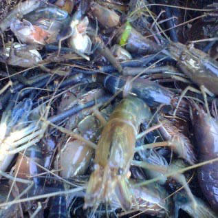 Supplier Udang Galah 