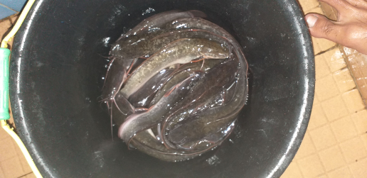 jual ikan lele siap konsumsi