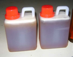 Madu ternak