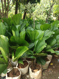 jual pohon palem kol 