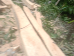 Kayu Jabon Putih