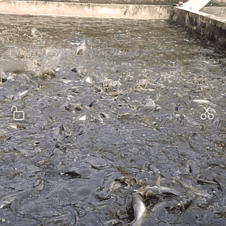 Jual ikan patin untuk konsumsi
