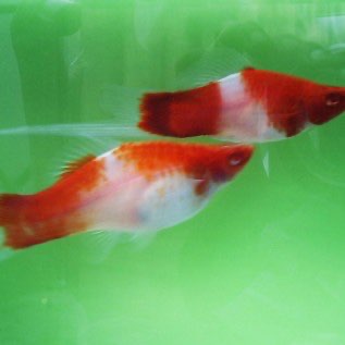 Jual Ikan Hias Santa Claus