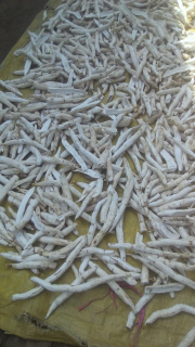 Jual Gaplek Singkong