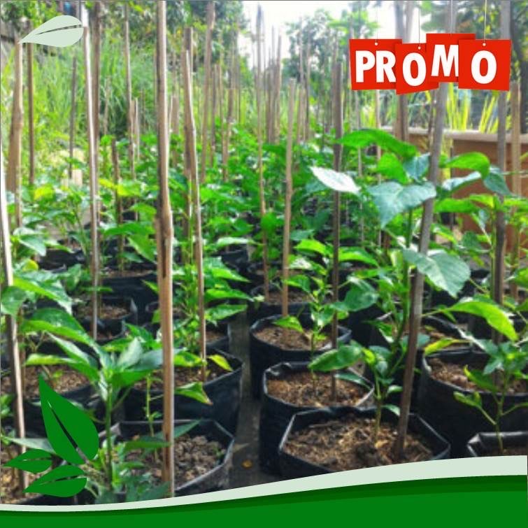 Jual Polybag Murah dan Berkualitas