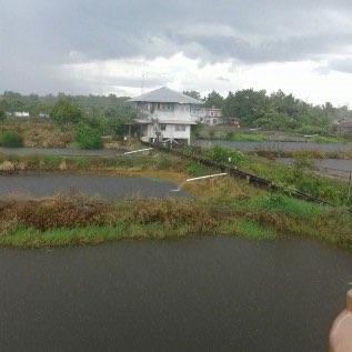 Di jual tambak kolam arwana