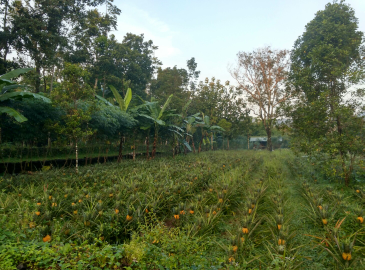 nanas madu Pemalang