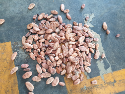 Jual - Beli Kakao, Cengkeh, Lada Dll Dalam jumlah besar