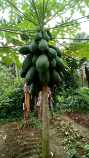 Pepaya California