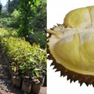 Bibit Durian Montong Uk 40-60cm Siap Tanam