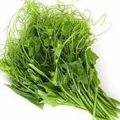 jual pucul labu min. 10 kg