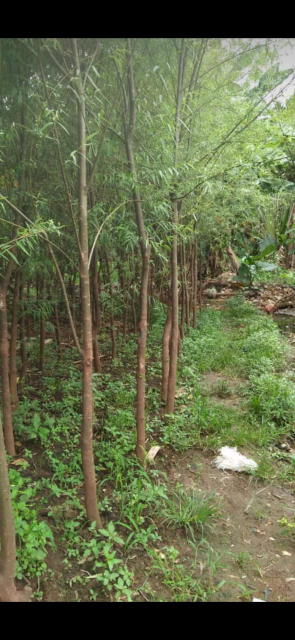 jual pohon liang liu 