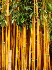 jual pohon bambu kuning 