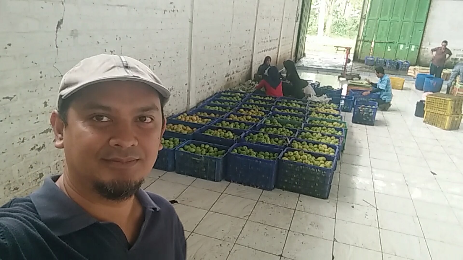 Kami siap suplly Jambu Merah organik segar dalam skala besar