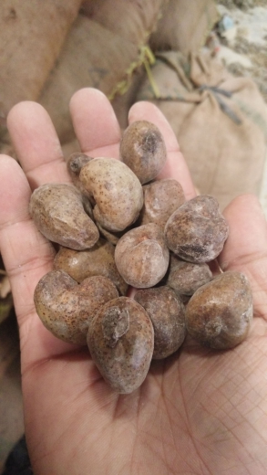 Kacang Mente