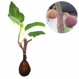 Bibit Buah Ara / Tin Purple Yordan - Ukuran 20 - 40cm