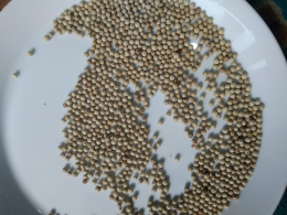 lada putih asli kalimantan barat