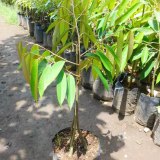 Bibit Tanaman Durian Bawor Kaki 3