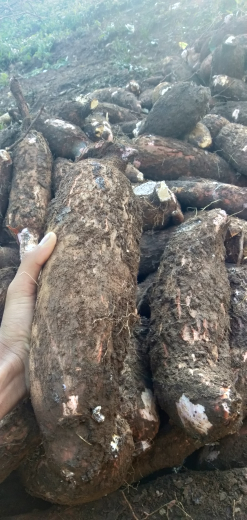 Menjual segala jenis Singkong Konsumsi/keripik fresh