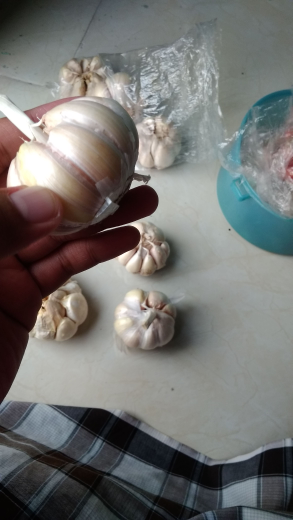 Bawang Putih Berkualitas