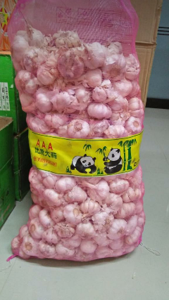 Bawang putih