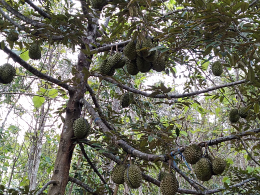 durian bawor/montong
