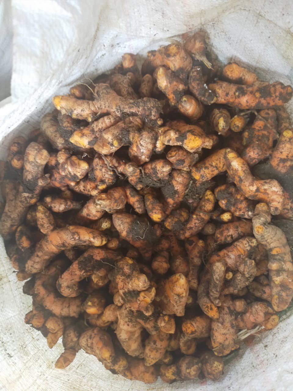 jual kunyit 
