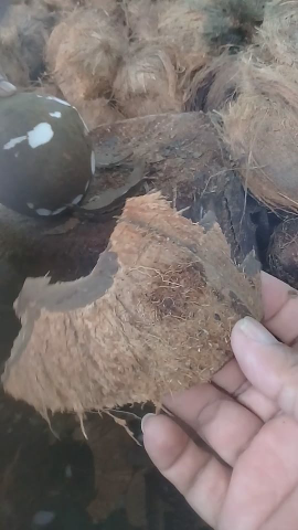 jual batok kelapa kualitas super (Sisa supply pabrik santan)