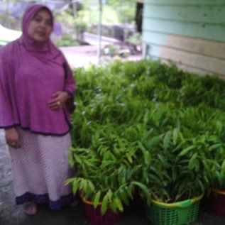 Bibit. Gaharu. Gyrinops. Soppeng. Sulawesi Selatan 085242199779 / 082304520077