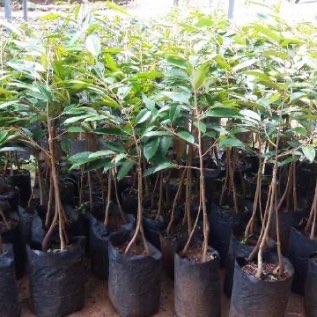 Bibit Durian Bawor (Durio sp)