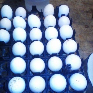 Telur ayam kampung