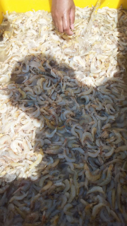 jual udang kuning