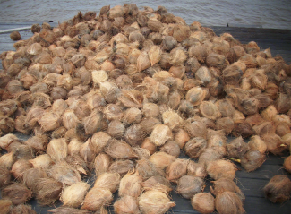 kelapa