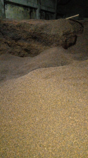 cengkeh