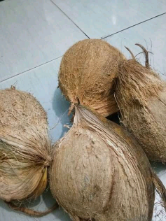Suply Kelapa Santan Super