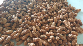 KACANG HIBRIDA (Garuda)