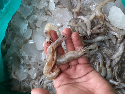 Jual udang tambak