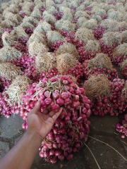 BAWANG MERAH PROBOLINGGO SUPER(Ready)