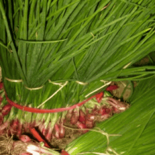 bawang merah daun segar