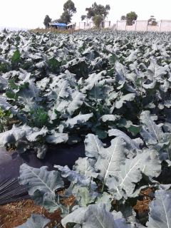 Jual Sayuran Jepang